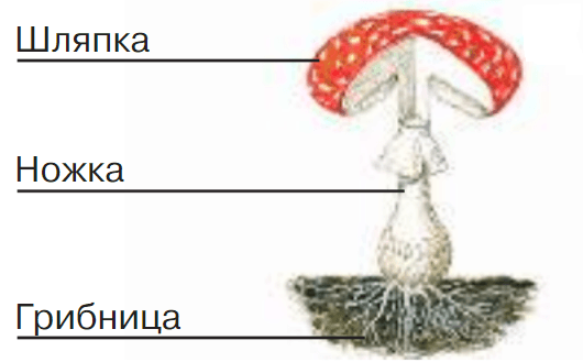 Решение рисунок 1