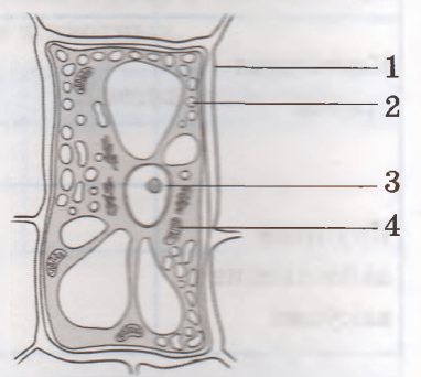 Задание рисунок 1